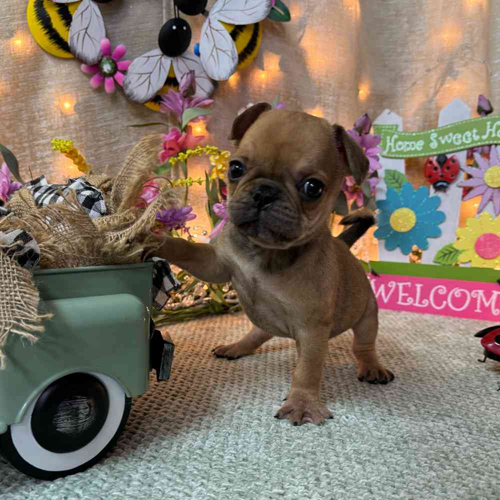 carousel pet images