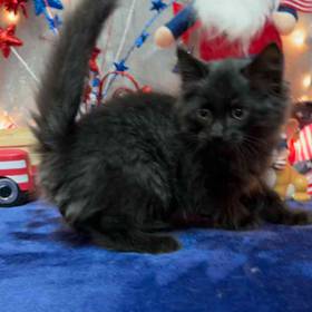 Domestic Kitten