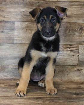 German Shepherd