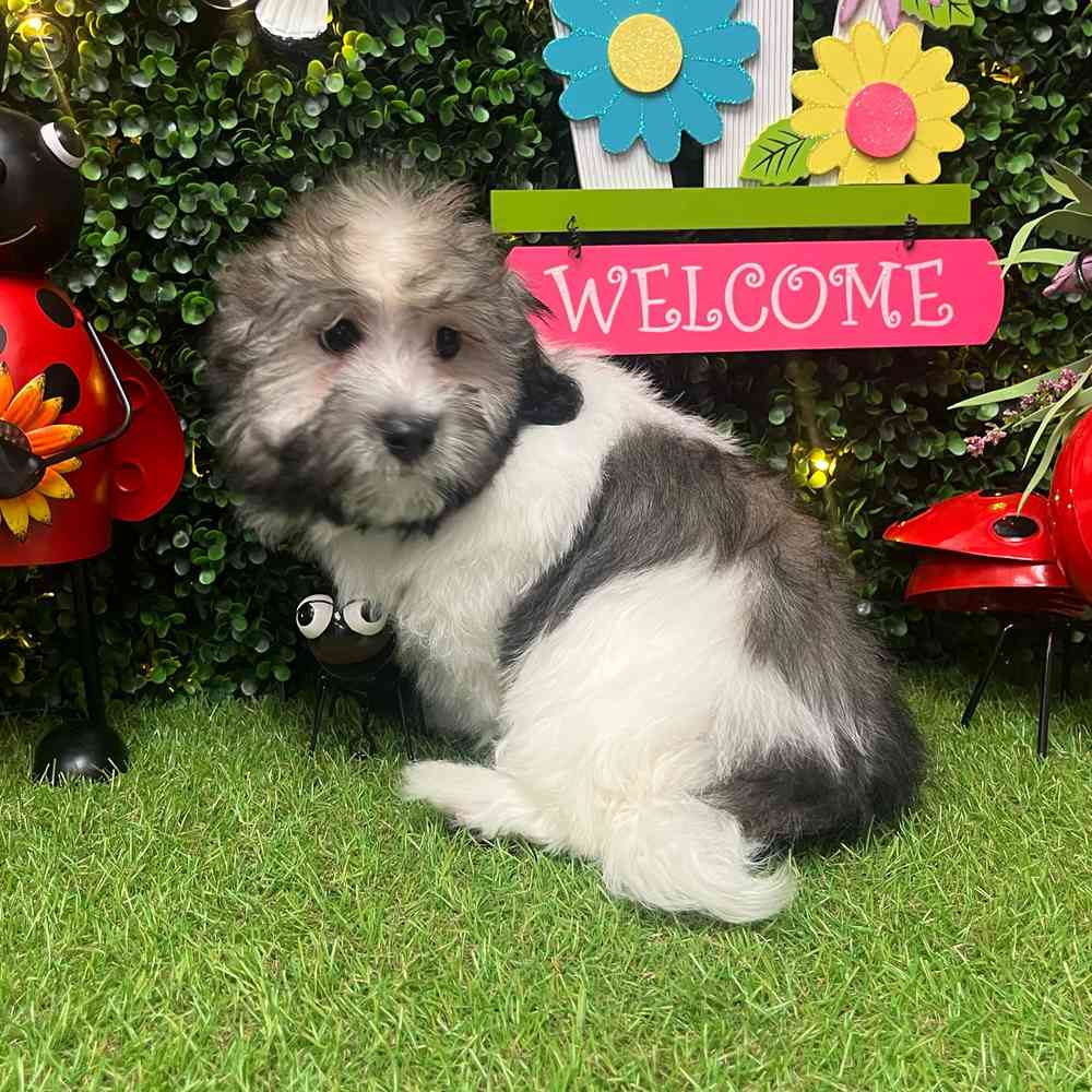 carousel pet images