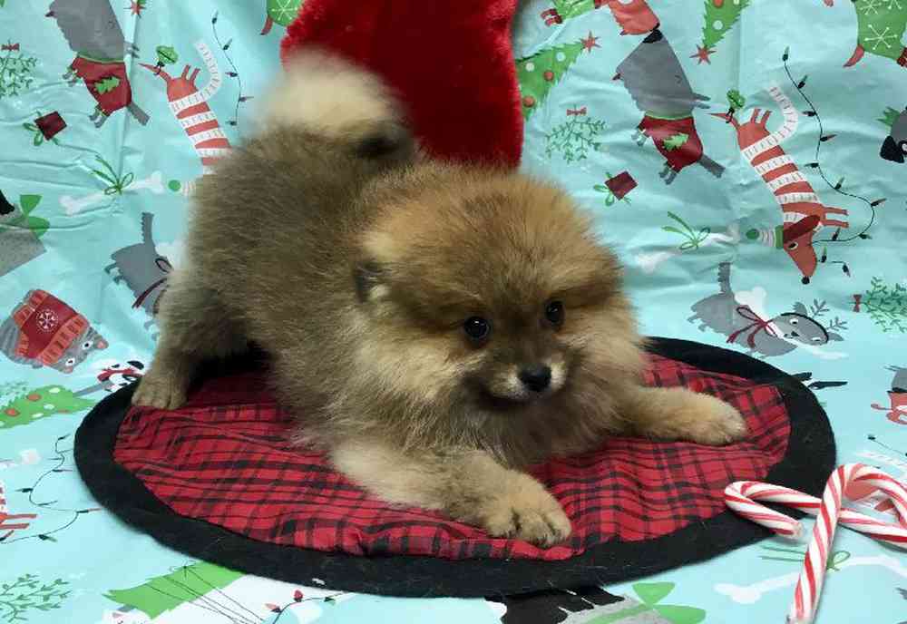 carousel pet images