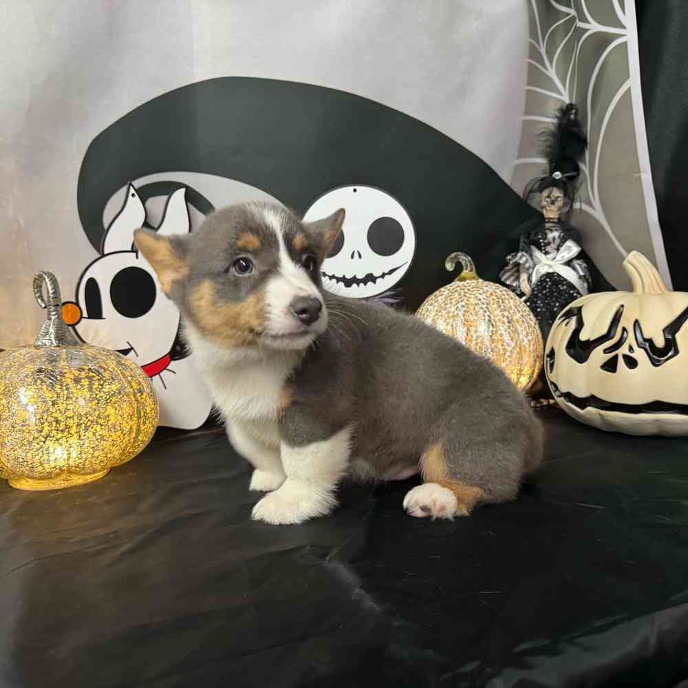 carousel pet images