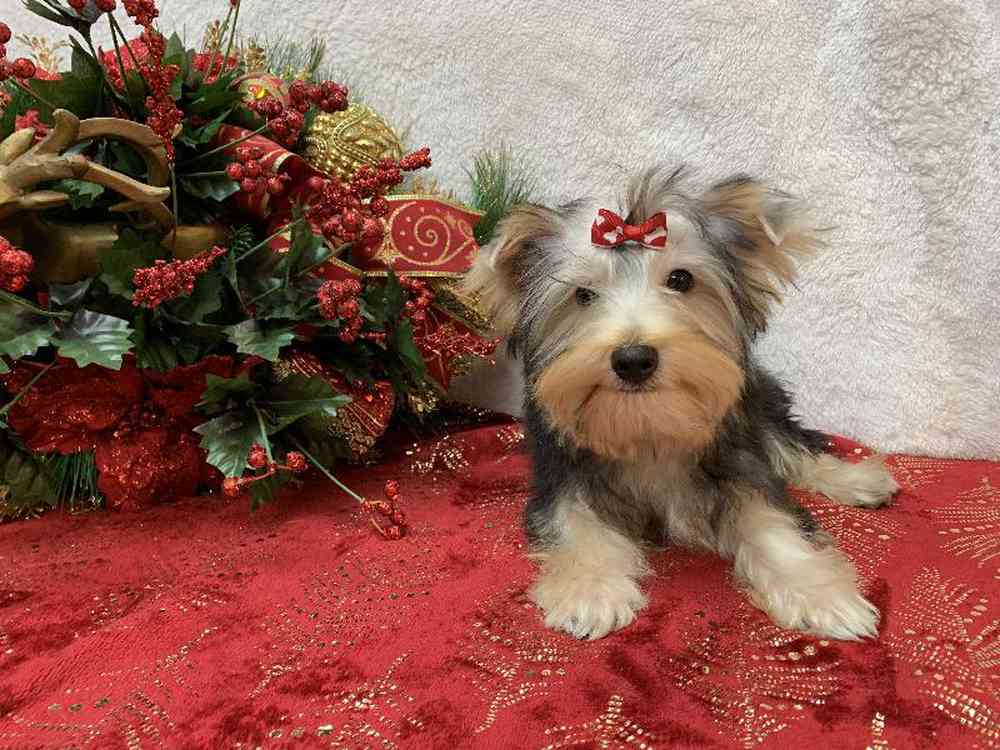 carousel pet images