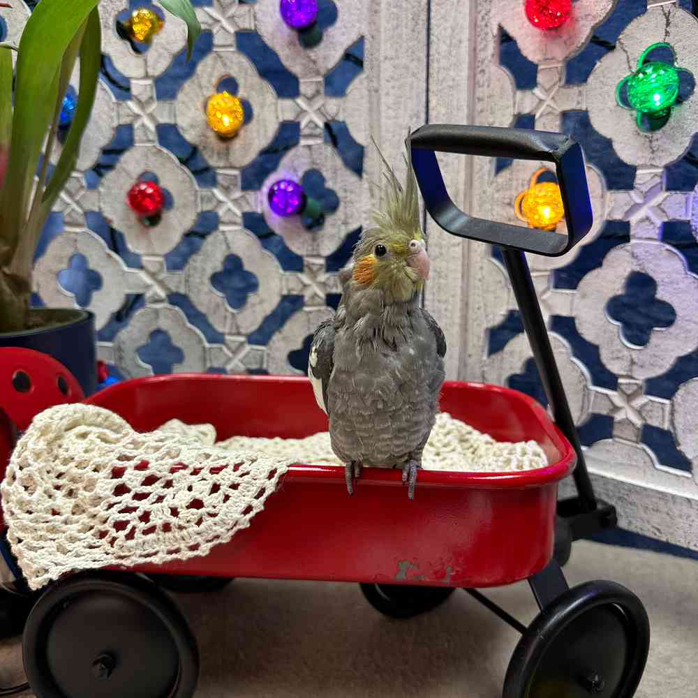 carousel pet images