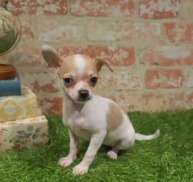 Chihuahua