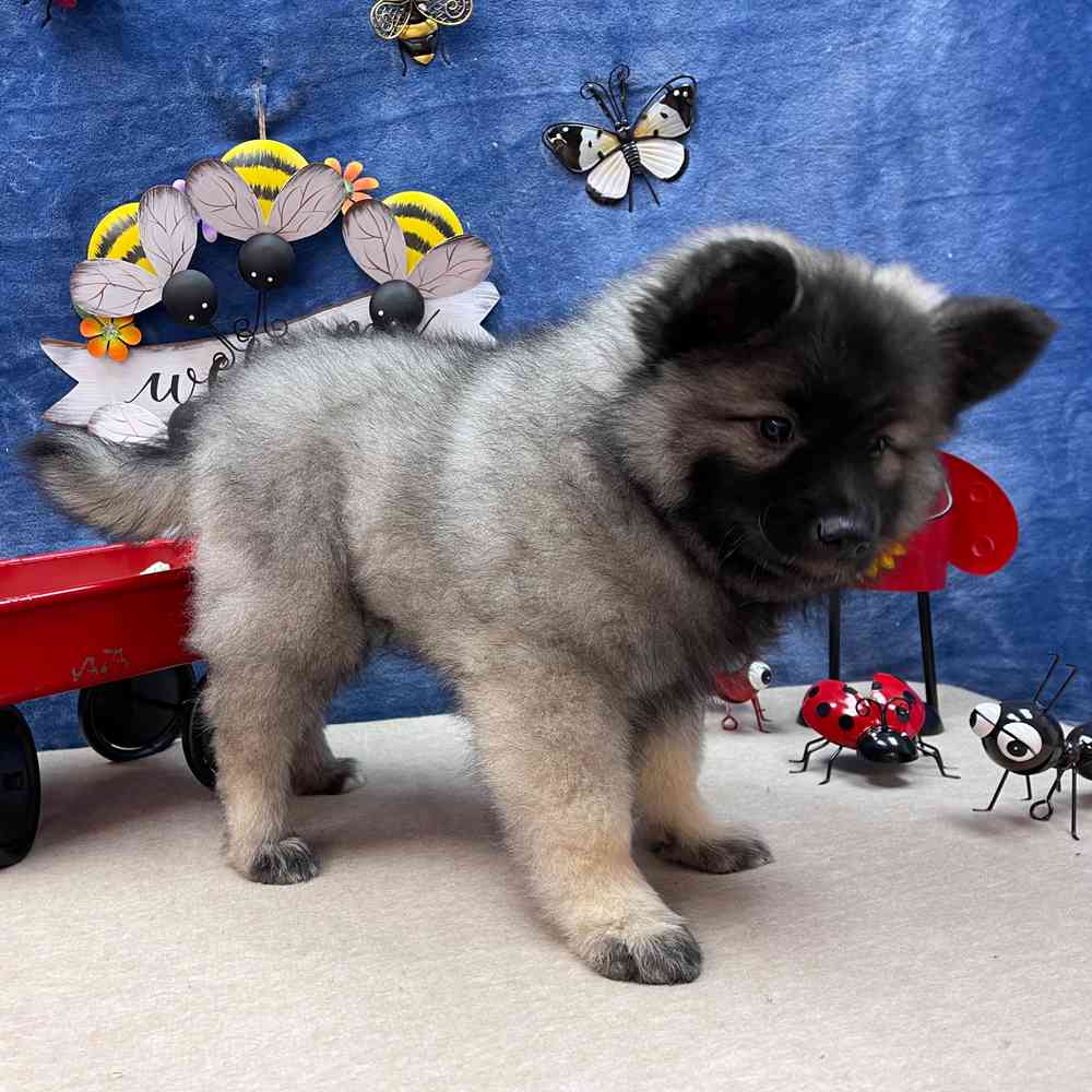 carousel pet images