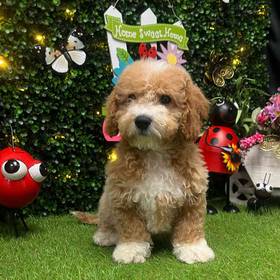 Cavapoo