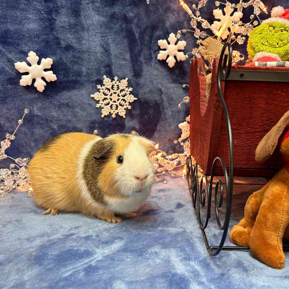 carousel pet images