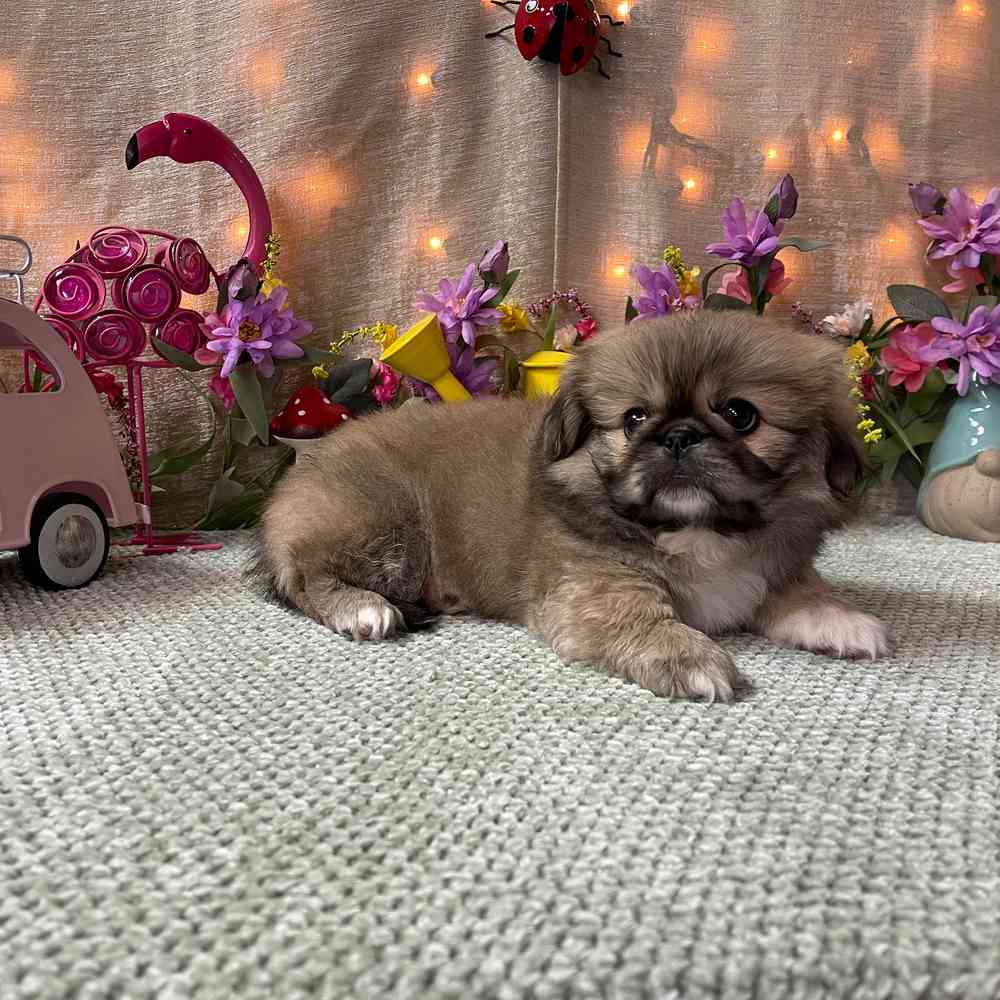carousel pet images