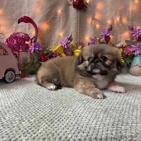 Pekingese