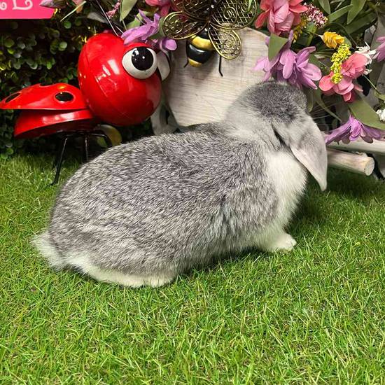Holland Lop