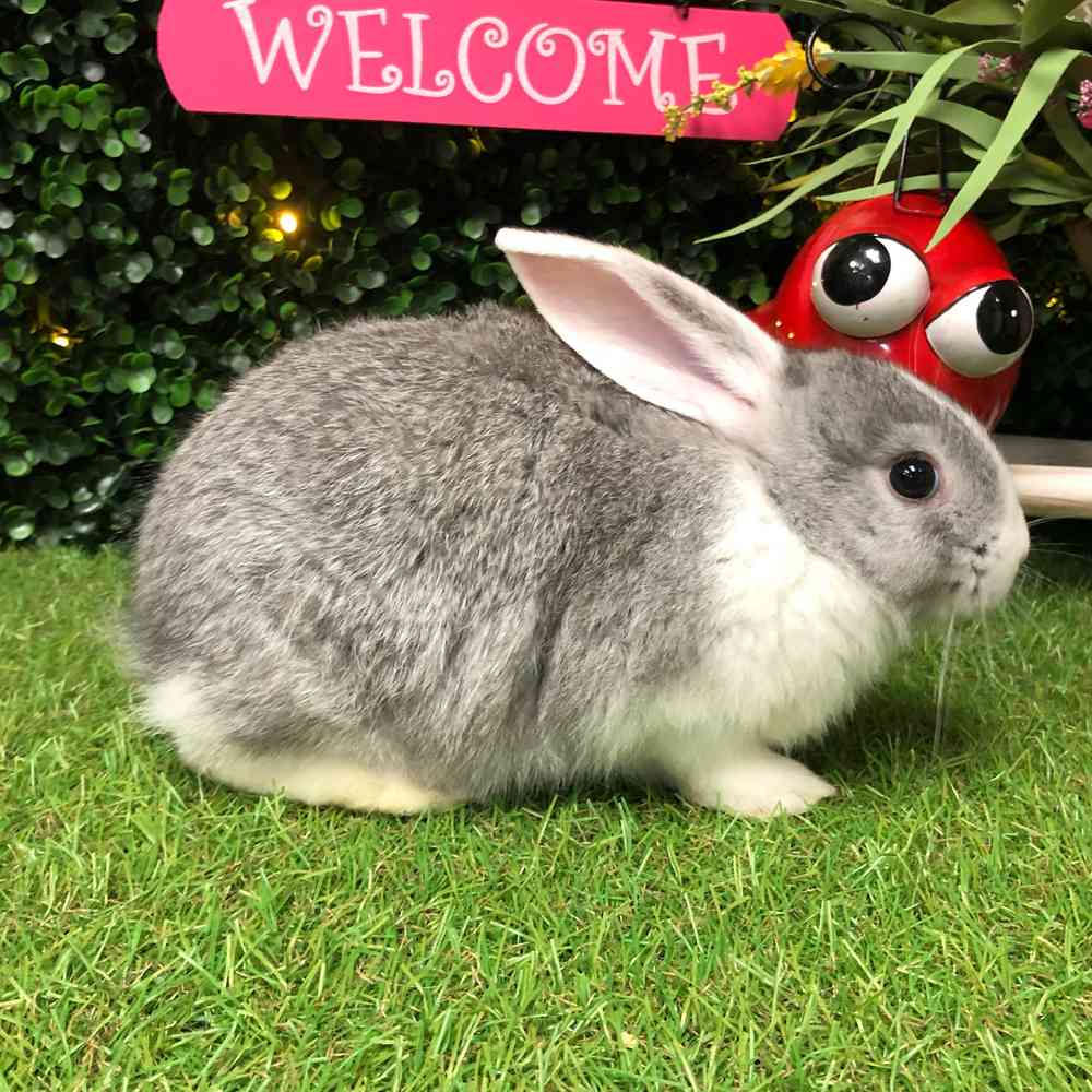 carousel pet images