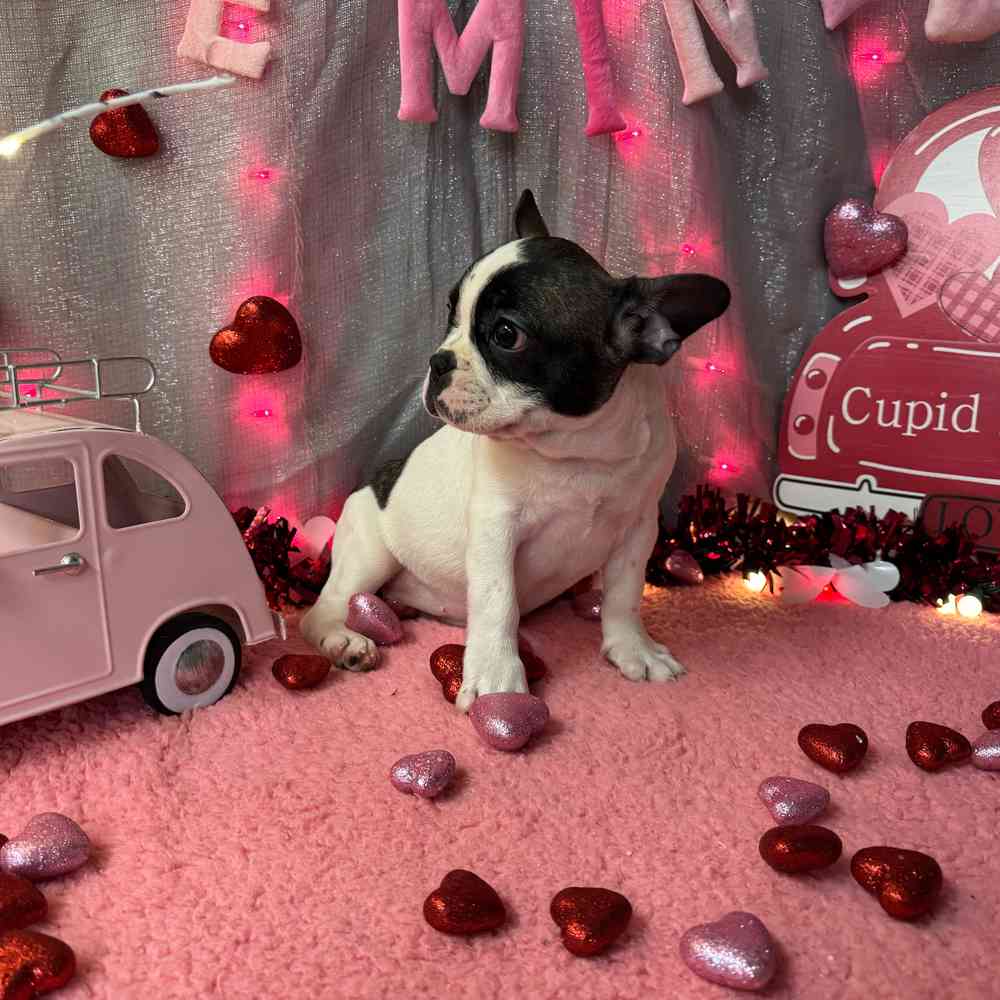 carousel pet images