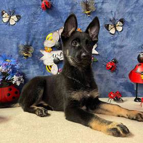German Shepherd