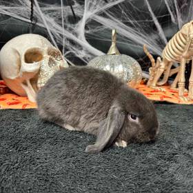 Holland Lop