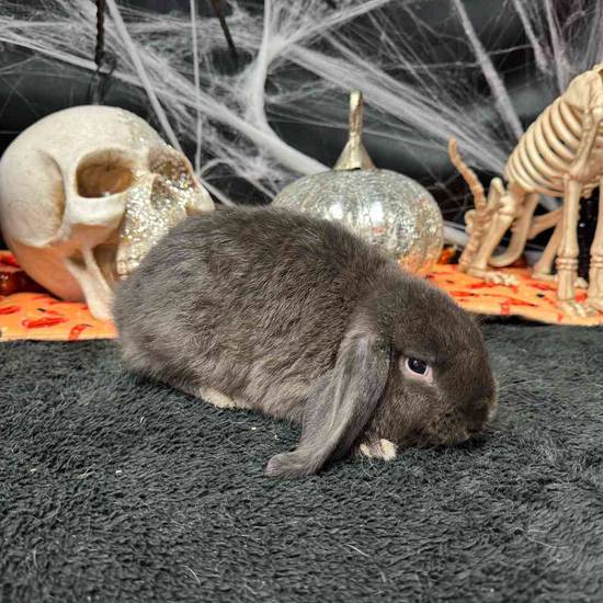 Holland Lop