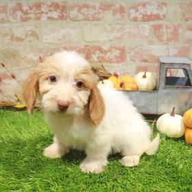 Dachshund