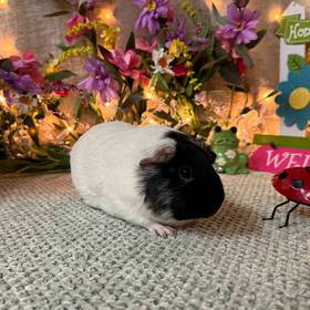 Adoption Guinea Pig