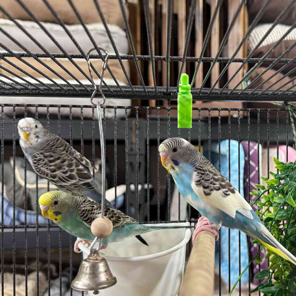 carousel pet images