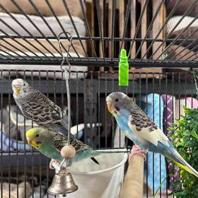 Parakeet