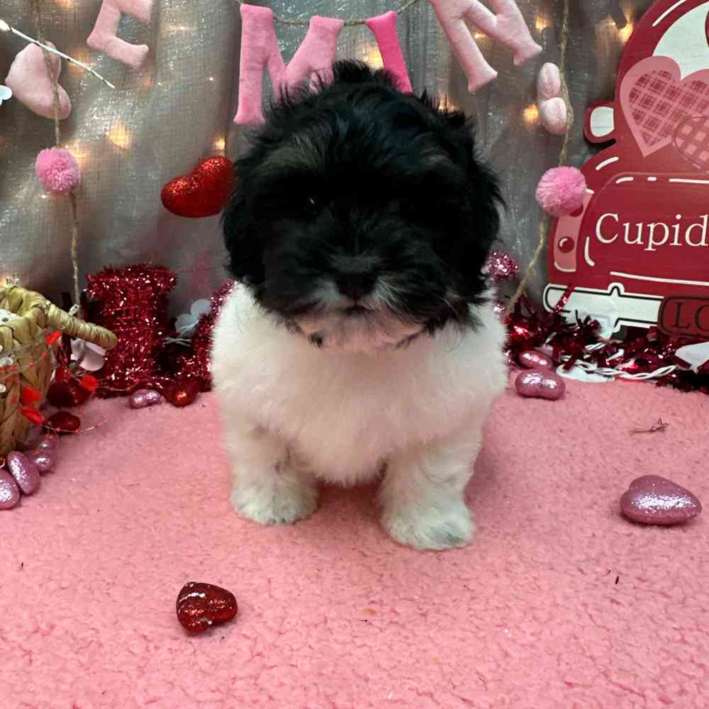 carousel pet images