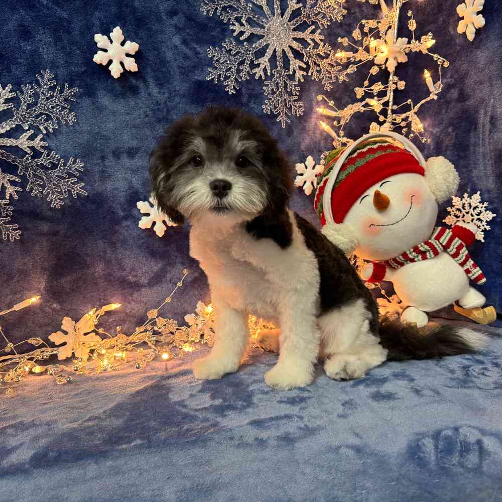 carousel pet images