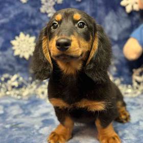 Dachshund