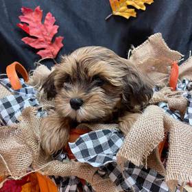 Lhasa-Poo