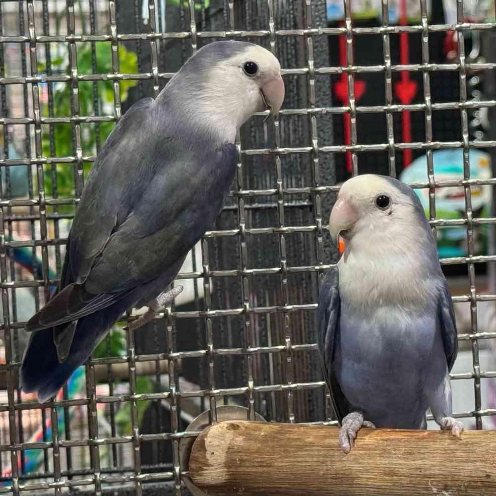 carousel pet images