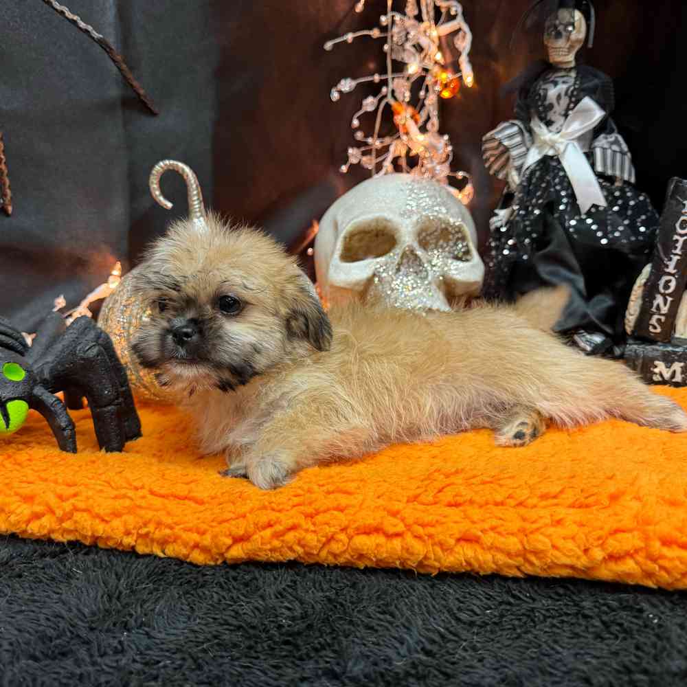 carousel pet images