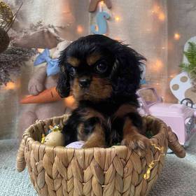 Cavalier King Charles Spaniel