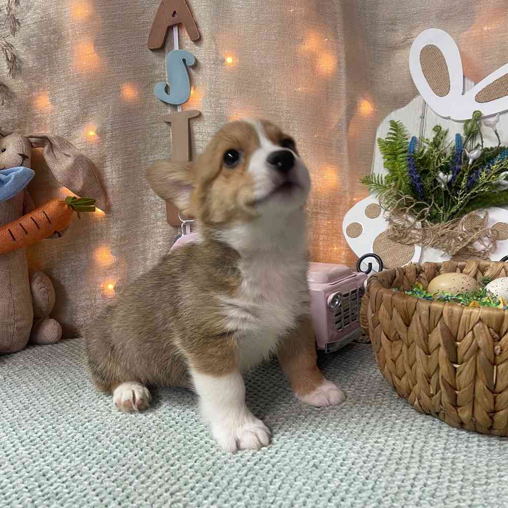 carousel pet images