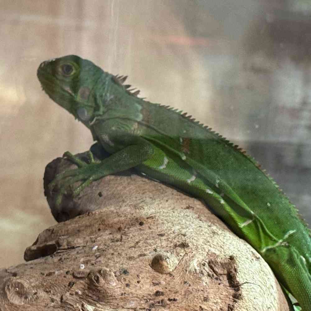 Image of a pet breed in the gallery