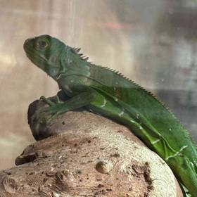 Iguana