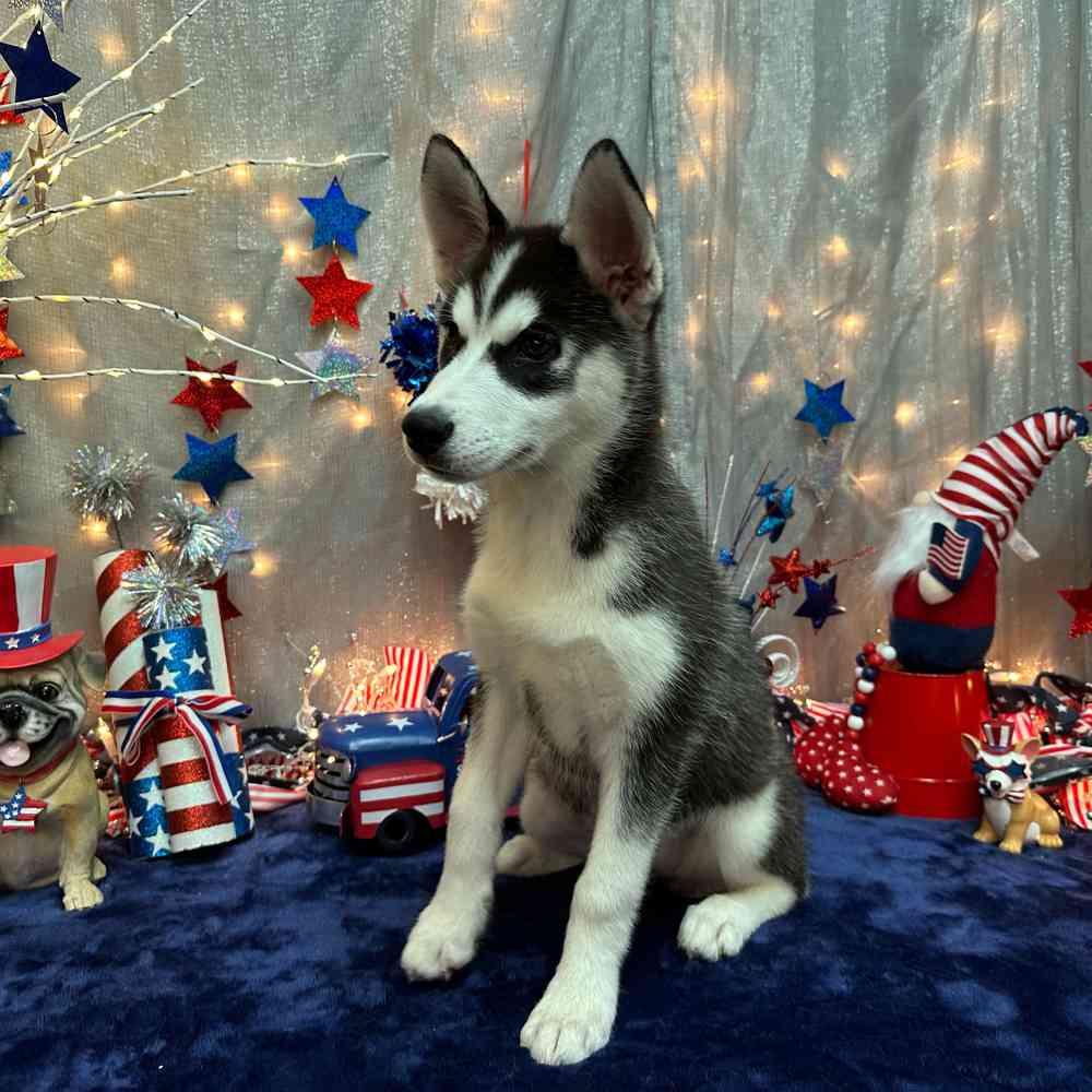 Image of a pet breed in the gallery