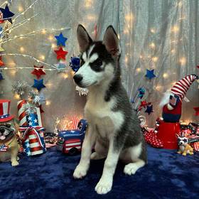 Siberian Husky
