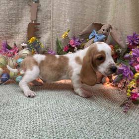 Basset Hound
