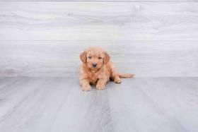 Mini Goldendoodle