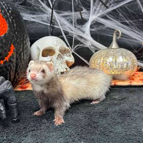 Ferret