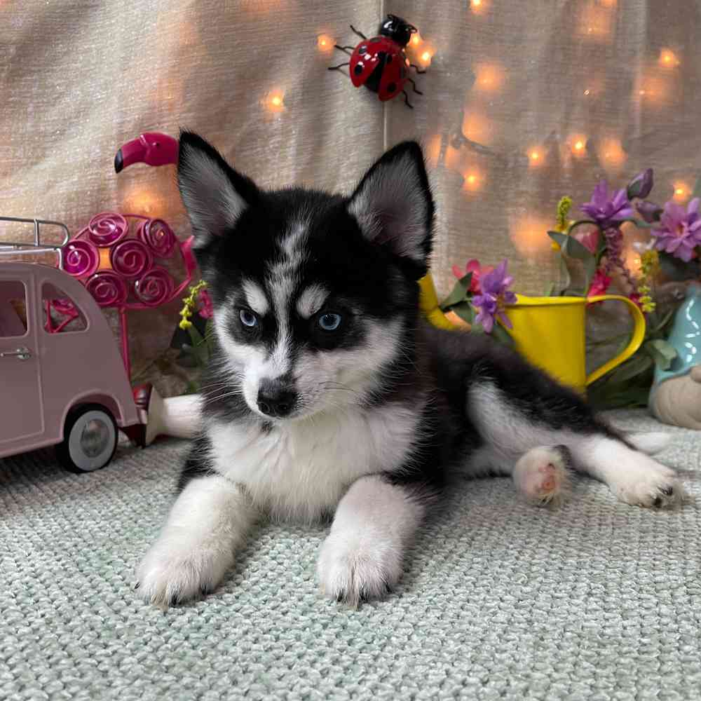 carousel pet images