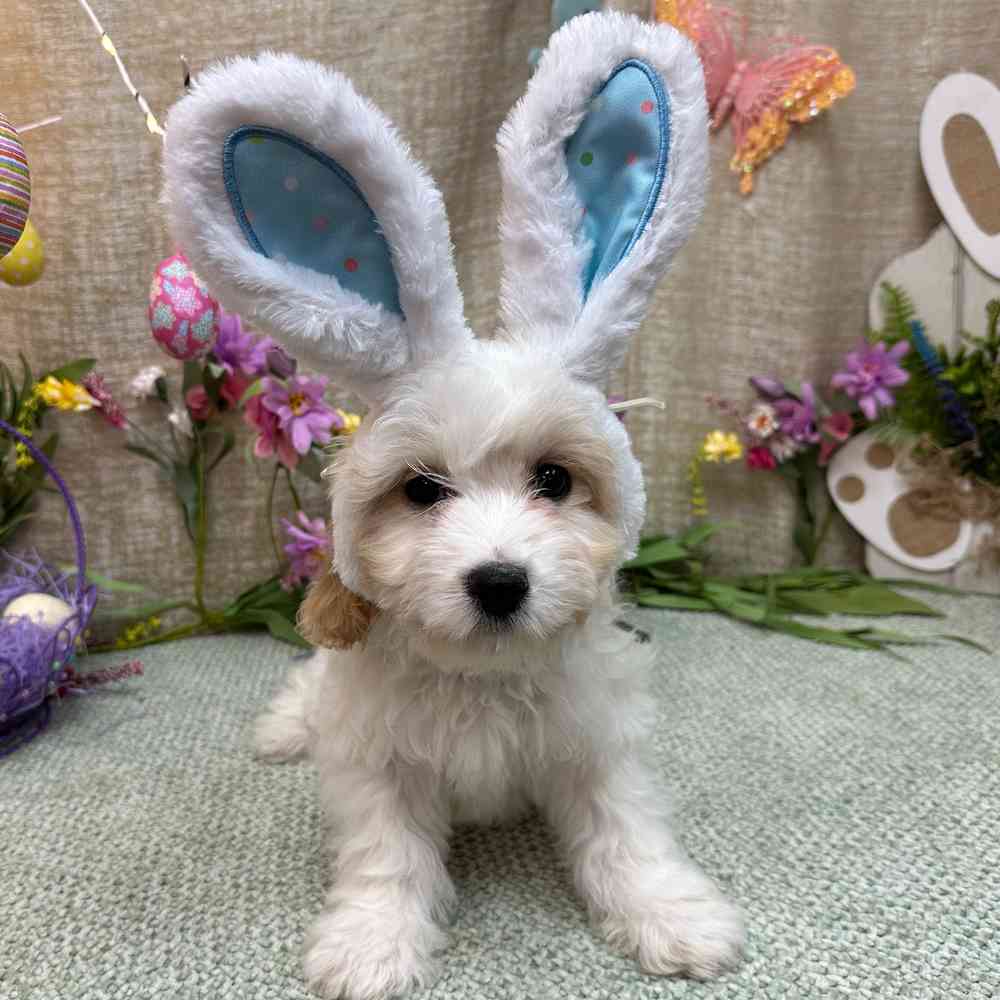 Image of a pet breed in the gallery