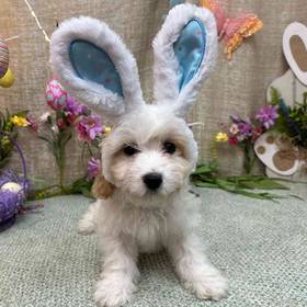 Cavachon