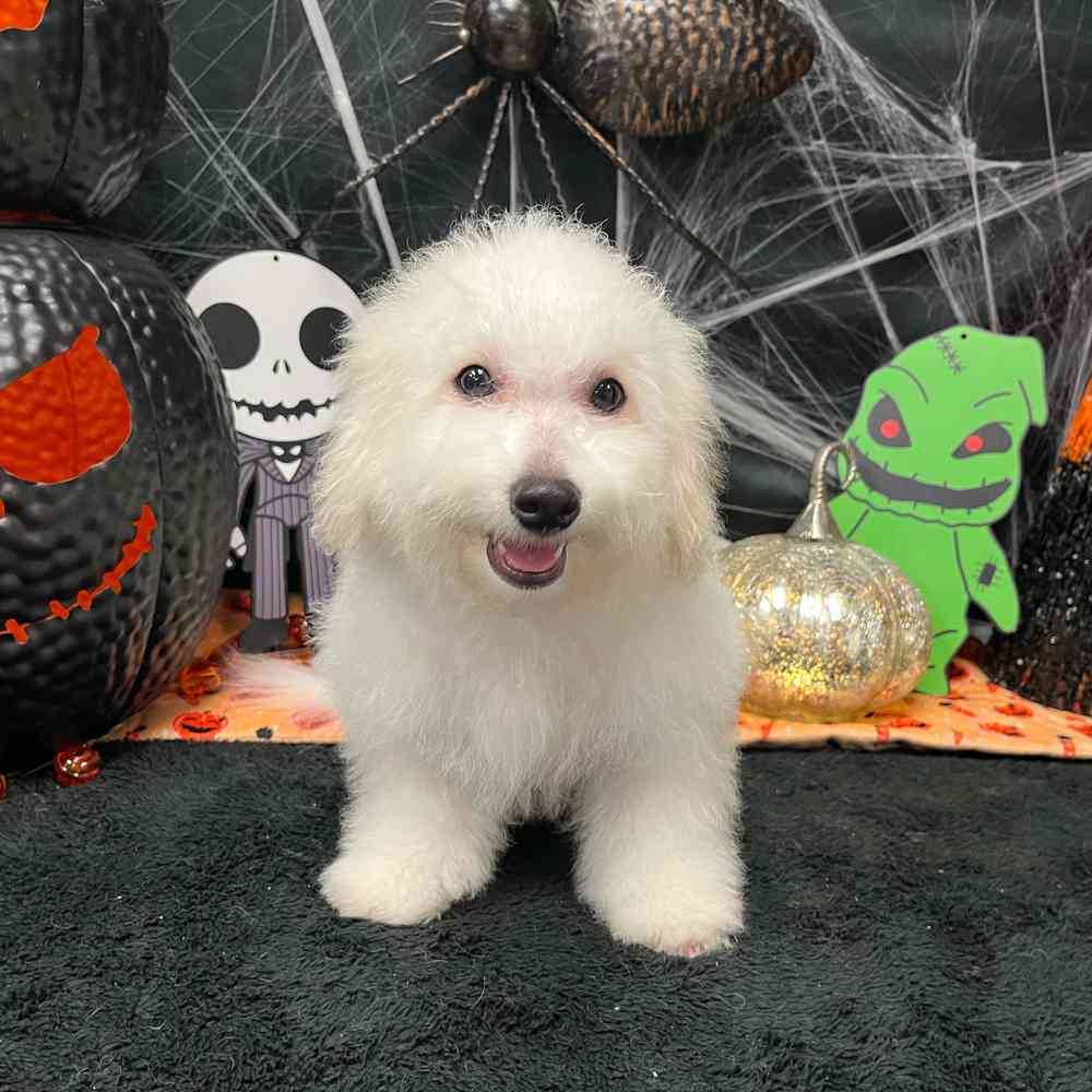 carousel pet images