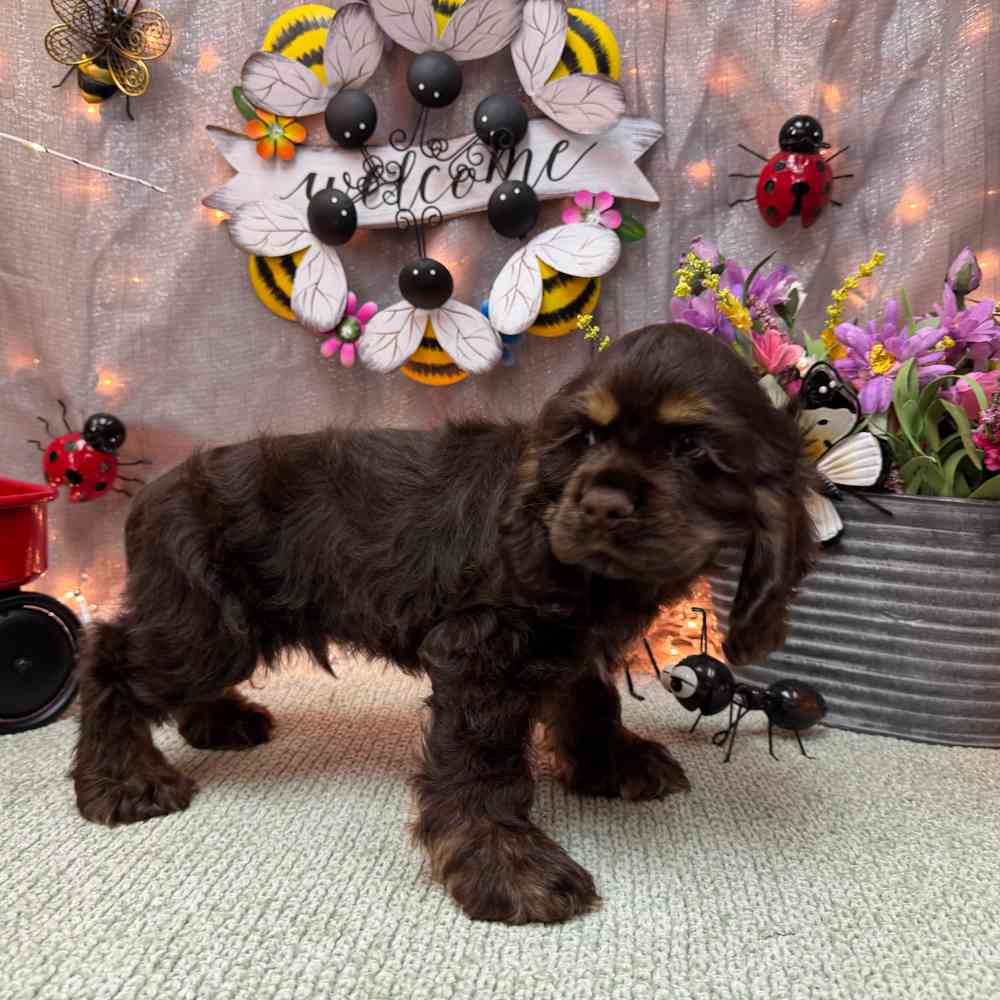 carousel pet images
