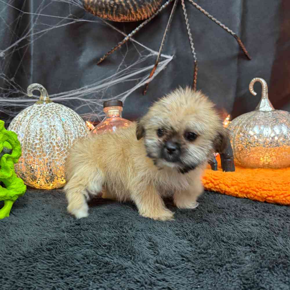 carousel pet images