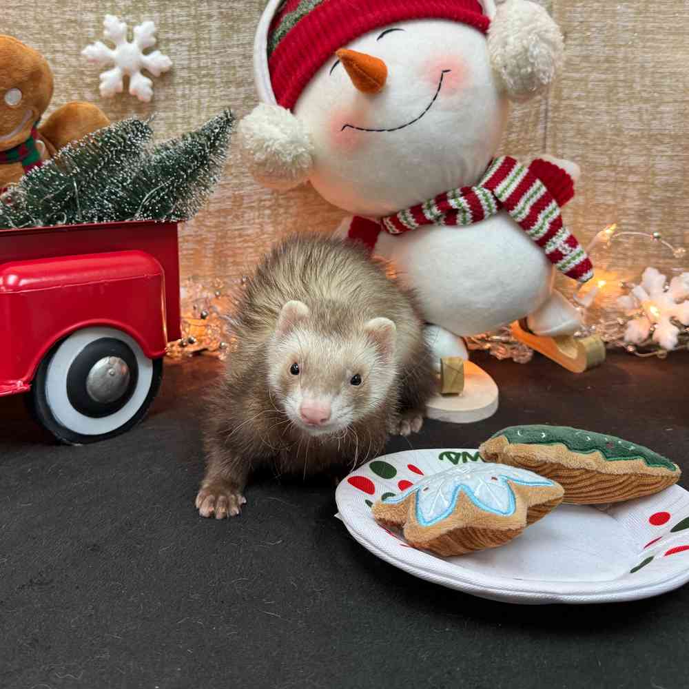 carousel pet images