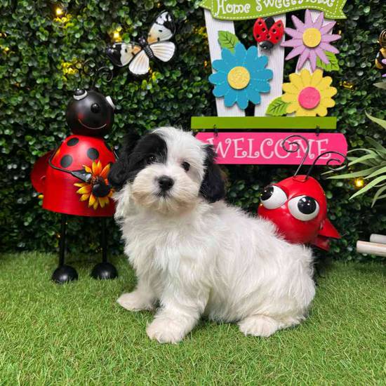 Maisey