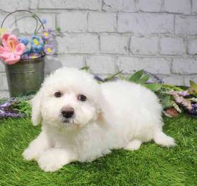 Bichon