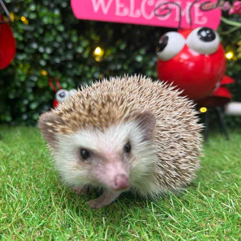 carousel pet images
