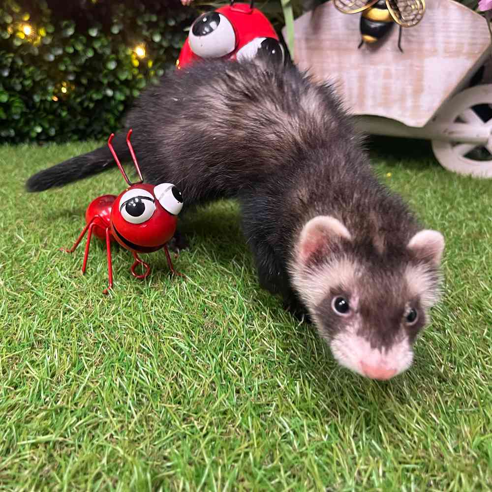carousel pet images
